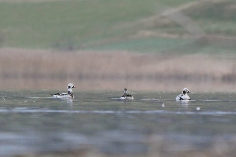 AktNatBeo-210313-ja-9_Eisente