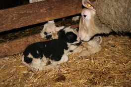 Nachwuchs beim Anderlbauer (2)