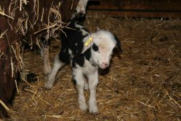 Nachwuchs beim Anderlbauer (3)