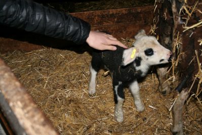 Nachwuchs beim Anderlbauer (4)