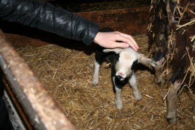 Nachwuchs beim Anderlbauer (5)