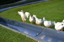 Tierischer Spass Maerchenpark (4)