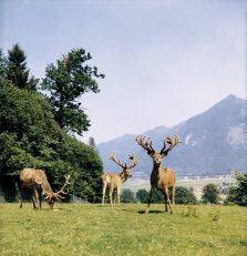 Tierischer Spass Maerchenpark (5)