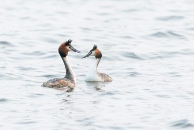 AktNatBeo-210402-ta-01_HB_Haubentaucher