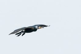AktNatBeo-210402-ta-02_HB_Kormoran