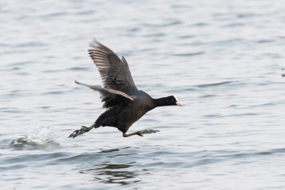 AktNatBeo-210402-ta-03_HB_Blaesshuhn