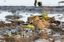 AktNatBeo-210402-ta-04_HB_Bekassine