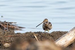 AktNatBeo-210402-ta-05_HB_Bekassine