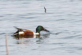 AktNatBeo-210402-ta-06_HB_Loeffelente