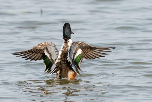 AktNatBeo-210402-ta-07_HB_Loeffelente