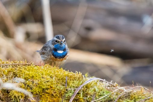 AktNatBeo-210402-ta-08_HB_Blaukehlchen