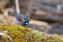 AktNatBeo-210402-ta-09_HB_Blaukehlchen