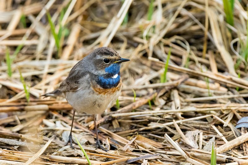 AktNatBeo-210402-ta-10_HB_Blaukehlchen
