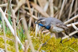 AktNatBeo-210402-ta-11_HB_Blaukehlchen