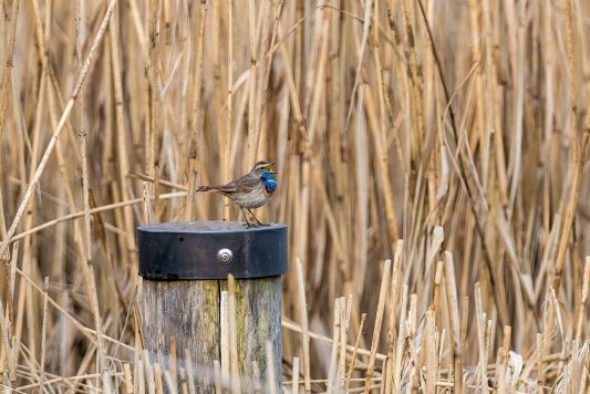AktNatBeo-210402-ta-12_HB_Blaukehlchen