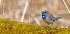 AktNatBeo-210402-ta-13_HB_Blaukehlchen-1500x740pix