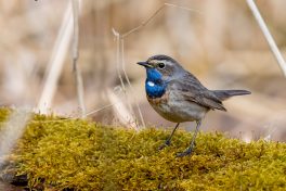 AktNatBeo-210402-ta-13_HB_Blaukehlchen