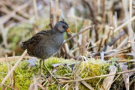 AktNatBeo-210402-ta-14_HB_Tuepfelsumpfhuhn