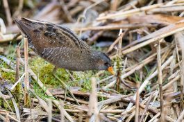 AktNatBeo-210402-ta-15_HB_Tuepfelsumpfhuhn