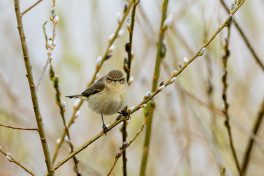 AktNatBeo-210402-ta-16_HB_Zilpzalp