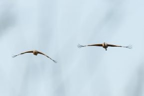 AktNatBeo-210402-ta-17_HB_Kraniche