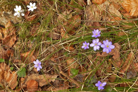 AktNatBeo-210405-dh-1_Lila_und_weisse_Leberbluemchen-1140pix