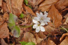 AktNatBeo-210405-dh-2_Weisse_Leberbluemchen-1140pix