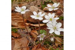 AktNatBeo-210405-dh-3_Weisse_Leberbluemchen-1140pix