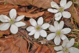 AktNatBeo-210405-dh-4_Weisse_Leberbluemchen-1140pix