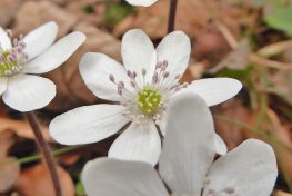 AktNatBeo-210405-dh-5_Weisses_Leberbluemchen-Bluete-1140pix