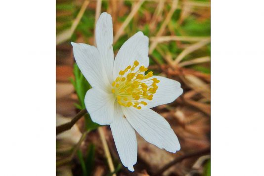 AktNatBeo-210405-dh-6_Buschwindroeschen-Bluete-1140pix