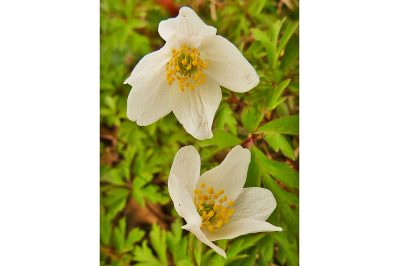 AktNatBeo-210405-dh-7_Buschwindroeschen_mit_Laub-1140pix