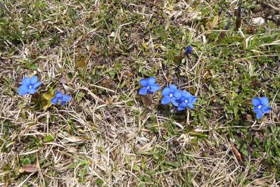 AktNatBeo-210405-dh-8_Fruehlingsenziane-1140pix