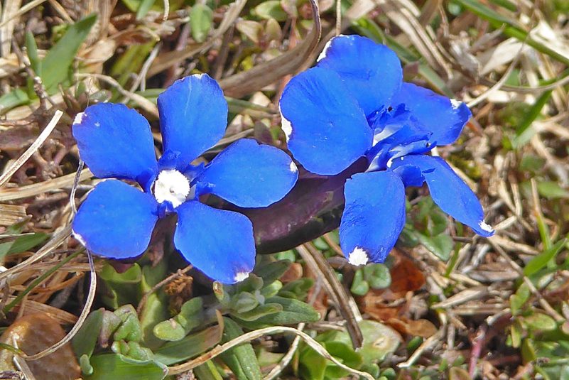 AktNatBeo-210405-dh-9_Fruehlingsenzian-1140pix