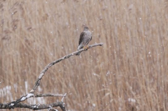 AktNatBeo-210407-ja-1_Sperber