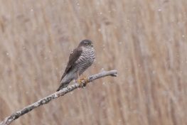 AktNatBeo-210407-ja-2_Sperber