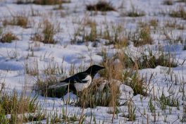 AktNatBeo-210407-ja-5_Elster