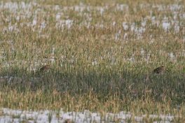 AktNatBeo-210407-ja-6_Bekassine