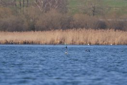 AktNatBeo-210407-ja-7_Schwalben