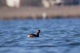 AktNatBeo-210407-ja-8_Schwarzhalstaucher