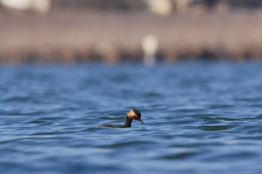 AktNatBeo-210407-ja-9_Schwarzhalstaucher