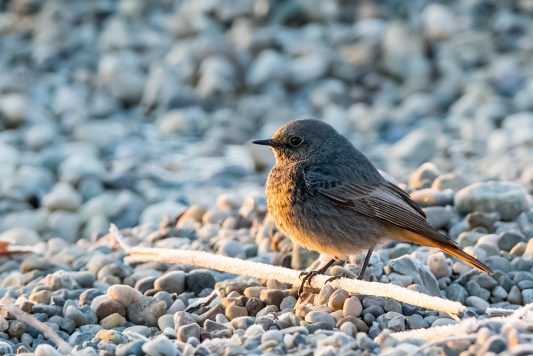 AktNatBeo-210409-ta-01_Badeplatz-Schraml_Hausrotschwanz