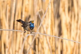 AktNatBeo-210409-ta-02_HB_Blaukehlchen