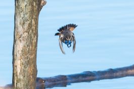 AktNatBeo-210409-ta-03_HB_Blaukehlchen