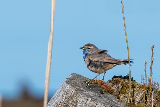 AktNatBeo-210409-ta-04_HB_Blaukehlchen
