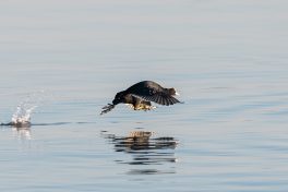 AktNatBeo-210409-ta-05_HB_Blaesshuhn