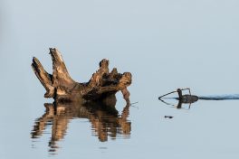 AktNatBeo-210409-ta-06_HB_Blaesshuhn