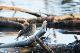 AktNatBeo-210409-ta-07_HB_Bergpieper