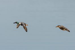 AktNatBeo-210409-ta-08_HB_Loeffelenten