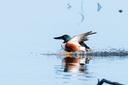 AktNatBeo-210409-ta-09_HB_Loeffelenten